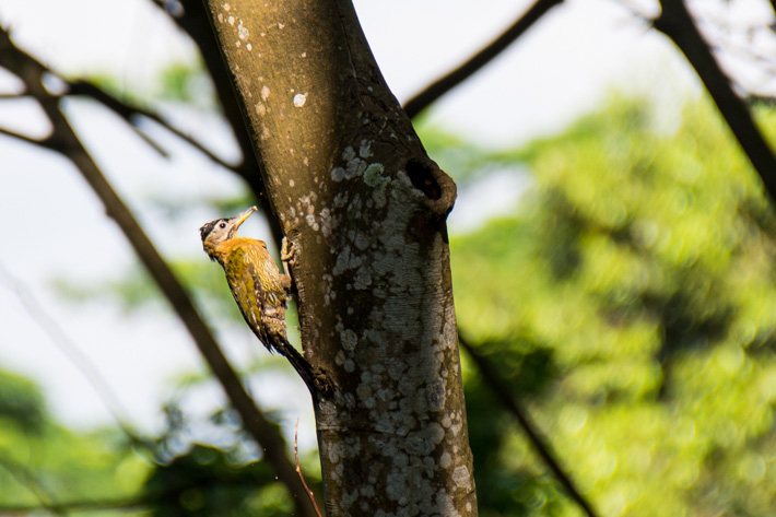 Laced Woodpecker