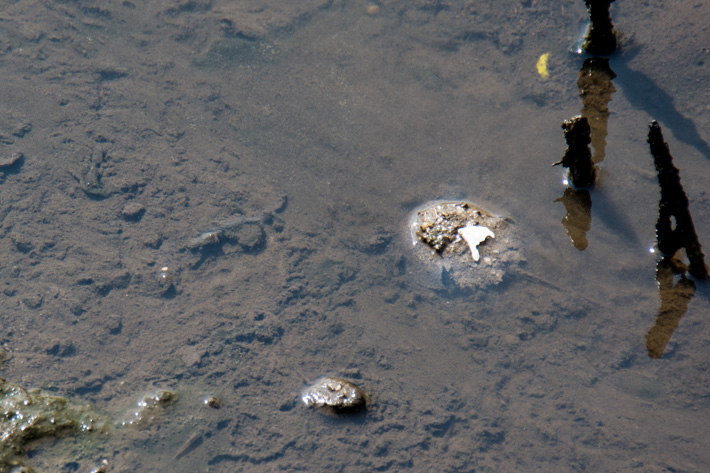 Mangrove Horseshoe Crab