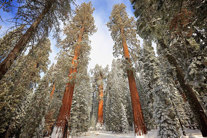 Sequoia National Park