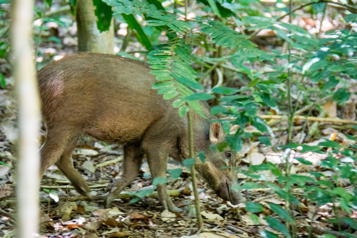 Wild Boar