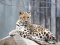 Amur Leopard