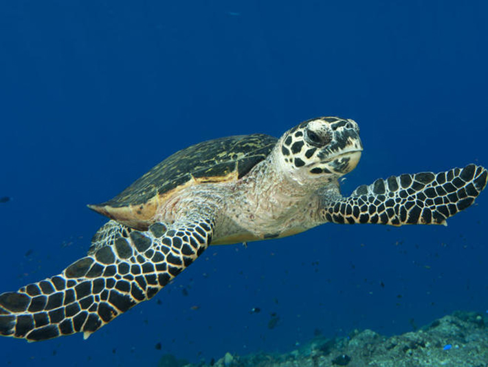 Hawksbill Turtle