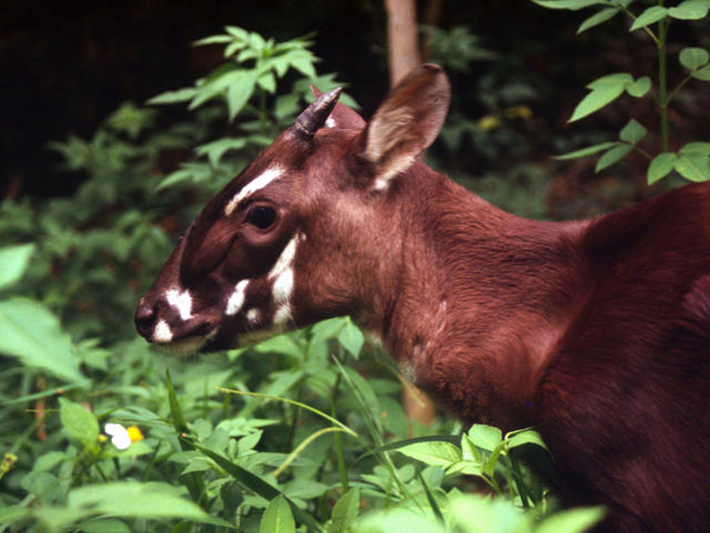 Saola