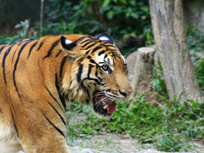 South China Tiger