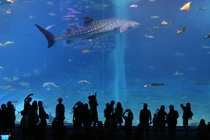 Aquariums Header