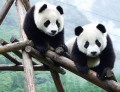 giant-pandas