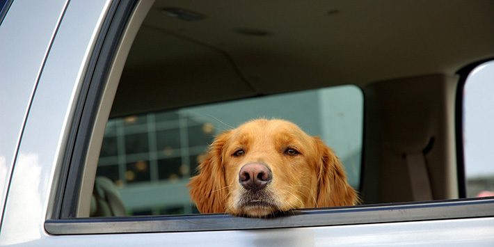 dog-in-car