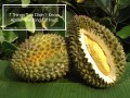 durian-facts