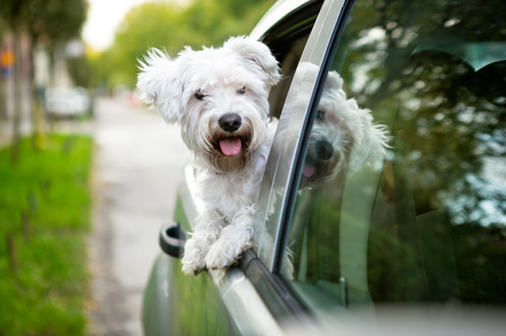 Traveling With Dogs